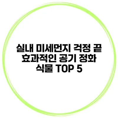 실내 미세먼지 걱정 끝 효과적인 공기 정화 식물 TOP 5